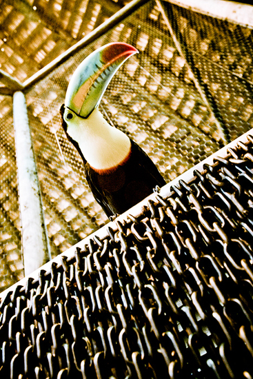 Biel Grimalt - PERSONAL - COSTA RICA